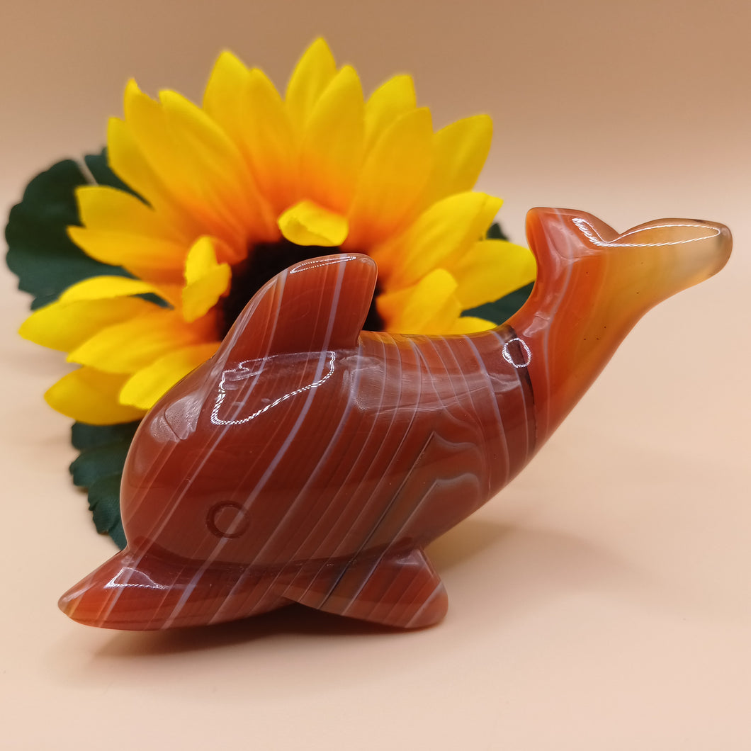 Carnelian Dolphin