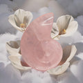 Ammonite Rose Quartz