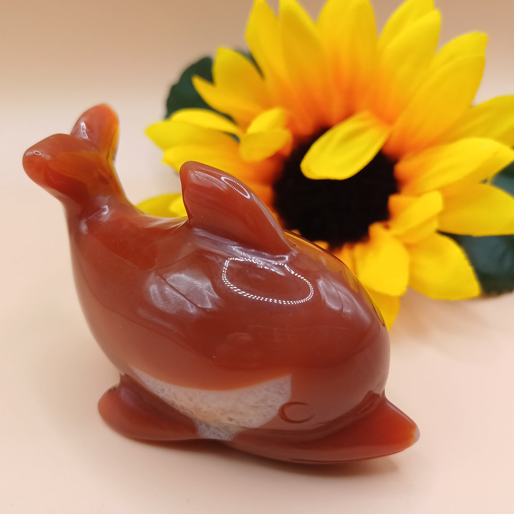 Carnelian Dolphin
